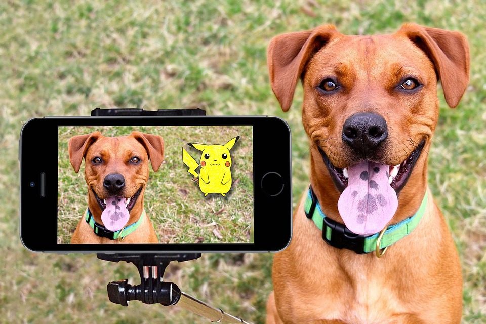 Why Do You Need a Dog Camera - Fair Review - Post Thumbnail